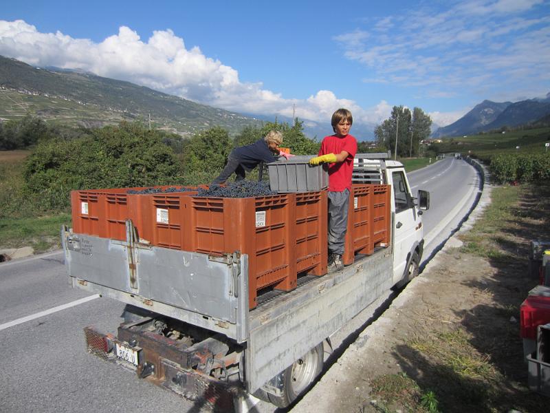 20121001_Vendange 001.JPG